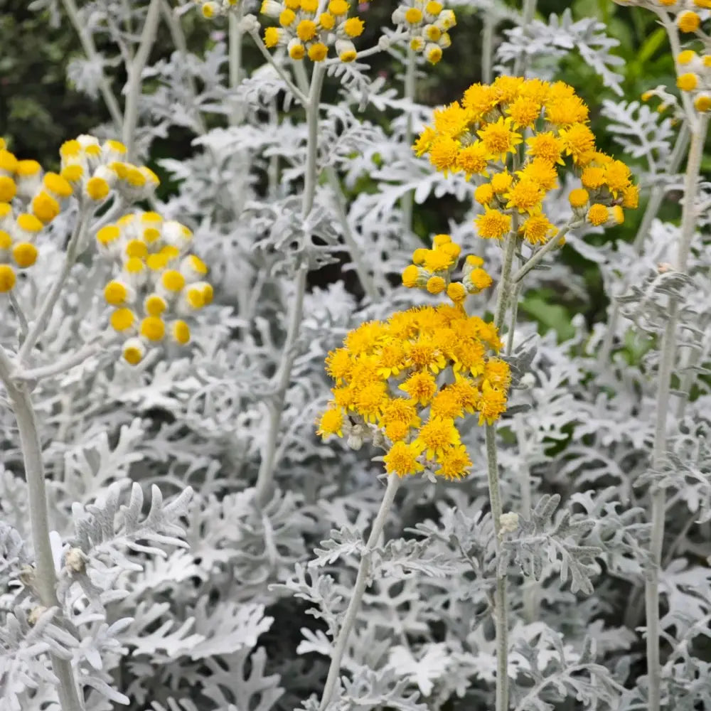 Dusty Miller Silver Dust Seeds