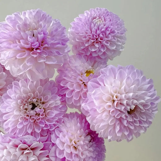 Dwarf Dahlia Seeds - Purple
