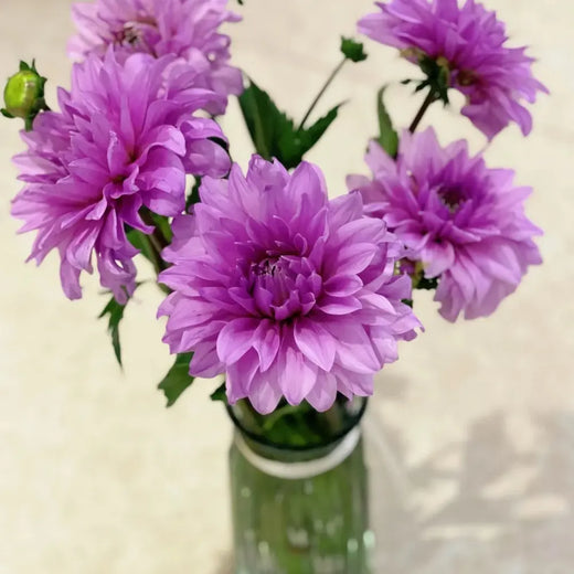 Dwarf Dahlia Seeds - Purple