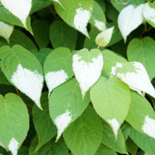 Silver Vine Seeds