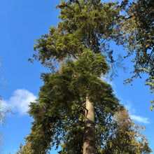 Eastern Hemlock Seeds