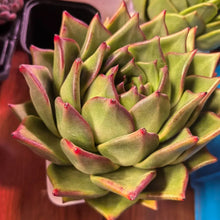 Echeveria Agavoides Seeds