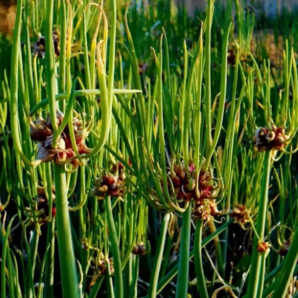 Egyptian Onion Vegetable Seeds