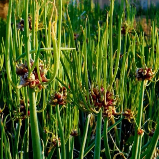 Egyptian Onion Vegetable Seeds