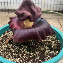 Elephant Foot Yam Seeds