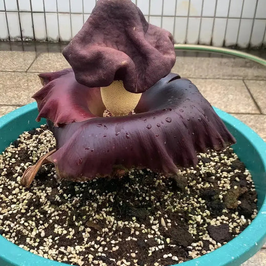 Elephant Foot Yam Seeds