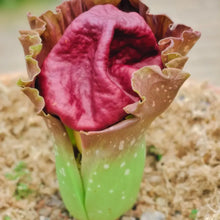 Elephant Foot Yam Seeds