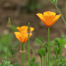 Eschscholtzia California Poppy Seeds