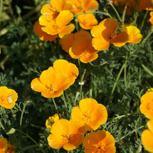 Eschscholtzia California Poppy Seeds