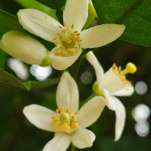 Etrog Citron Seeds