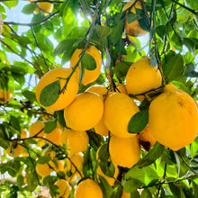Eureka Lemon Tree Seeds