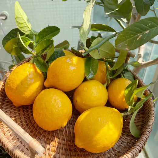 Eureka Lemon Tree Seeds