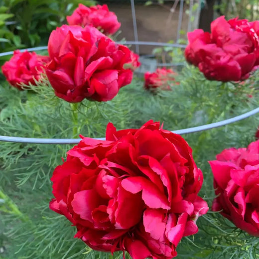 Fern Leaf Peony Seeds