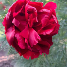 Fern Leaf Peony Seeds