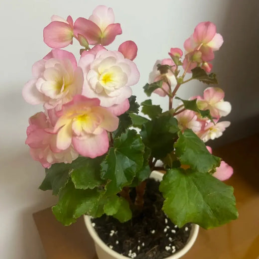 Fibrous Begonia Seeds - Rum