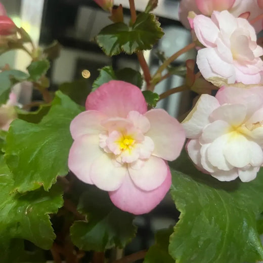 Fibrous Begonia Seeds - Rum
