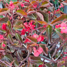 Fibrous Begonia Seeds - Whiskey