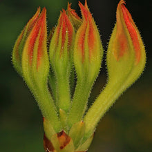 Orange Azalea Flower Seeds