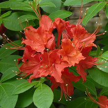 Orange Azalea Flower Seeds