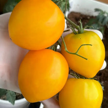 Flora Gold Micro Dwarf Tomato Seeds