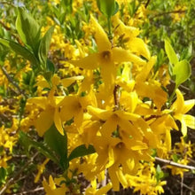 Forsythia Seeds