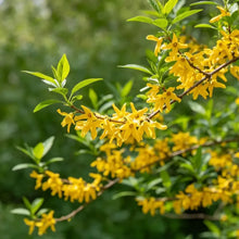 Forsythia Seeds