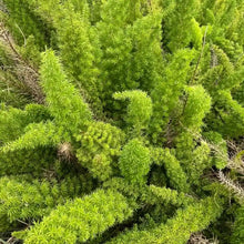 Foxtail Fern Seeds