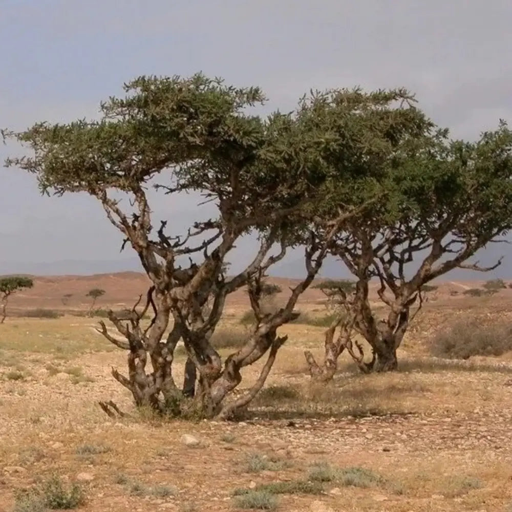 Frankincense Seeds
