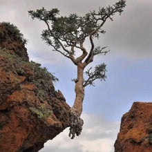 Frankincense Seeds