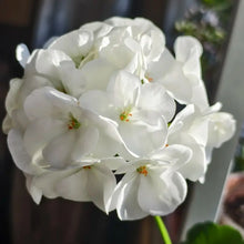 Geranium Flower Seeds White Blooms