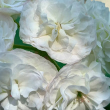 Geranium Flower Seeds White Blooms