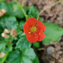 Geum Chiloense Flower Seeds