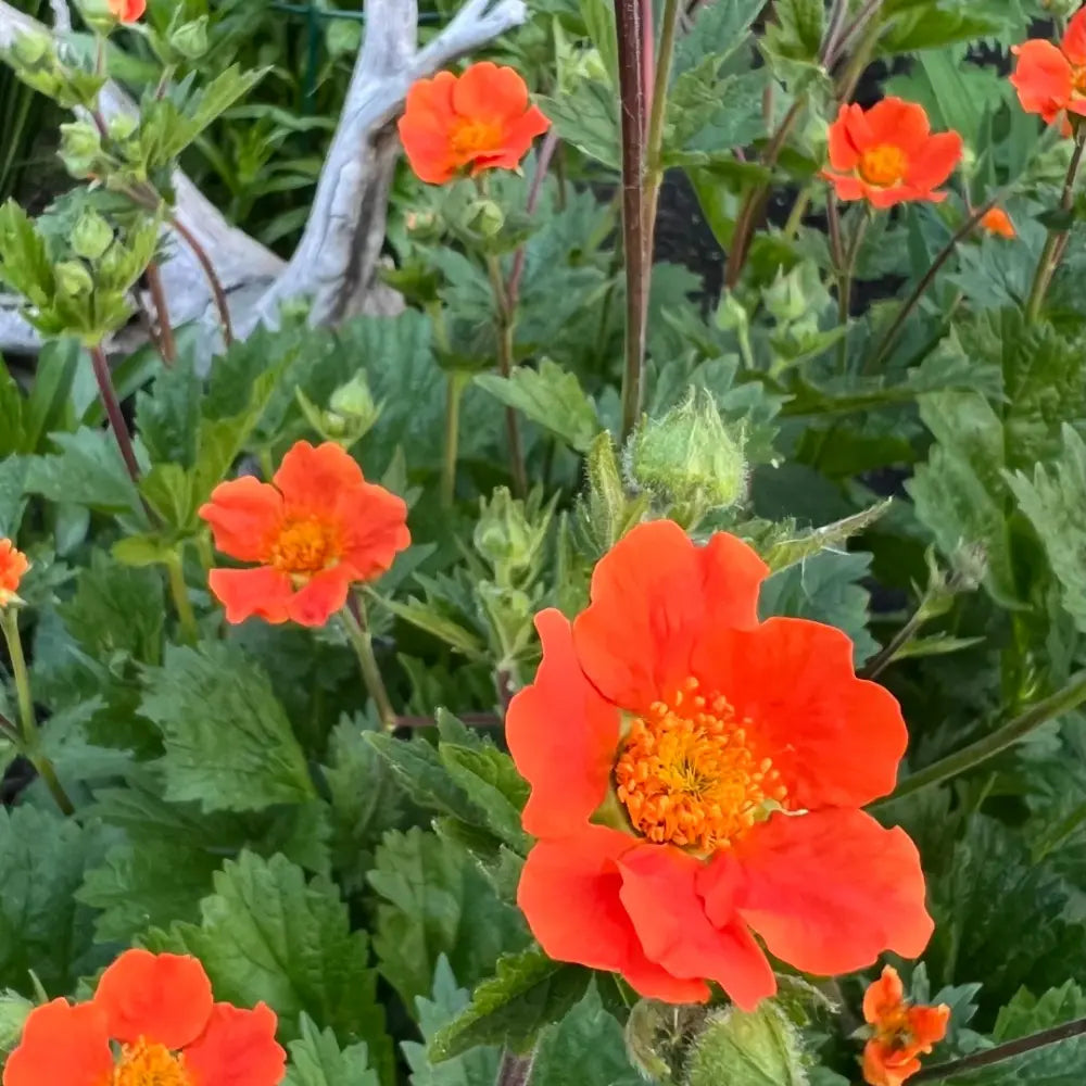 Geum Chiloense Flower Seeds