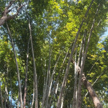 Giant Bamboo Plant Seeds