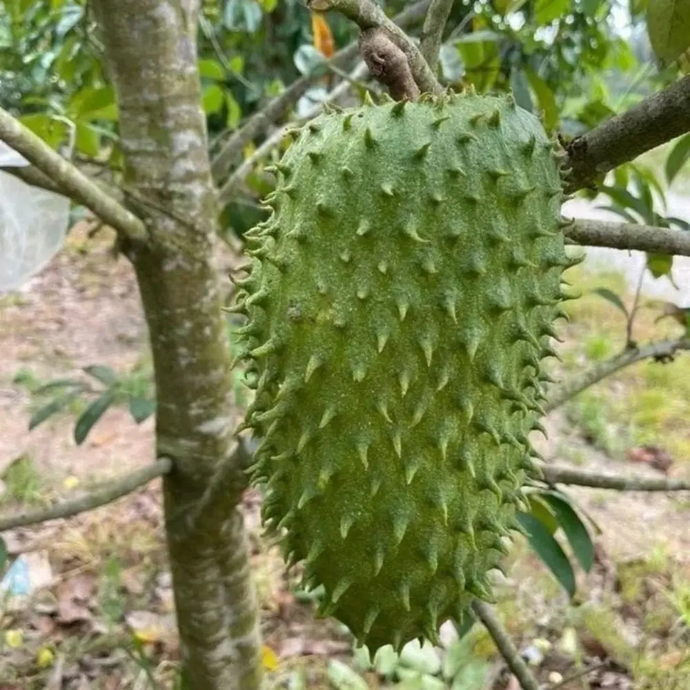 Giant Soursop Seeds