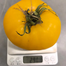 Giant Yellow Tomato Seeds