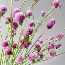 Globe Amaranth Seeds - Pink