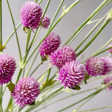 Globe Amaranth Seeds - Pink