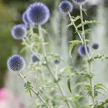 Globe Thistle Seeds - White
