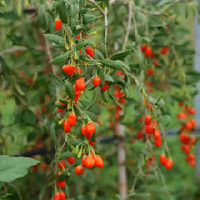 Goji Berry Seeds