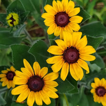 Golden Black Eyed Susan Seeds