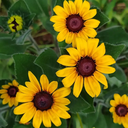 Golden Black Eyed Susan Seeds