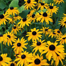 Golden Black Eyed Susan Seeds