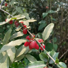 Goumi Berry Seeds