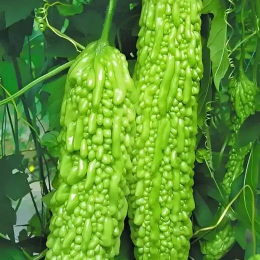 Green Bitter Melon Seeds
