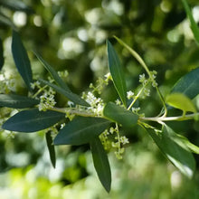 Green Olive Seeds