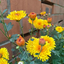 Ground Cover Chrysanthemum Seeds