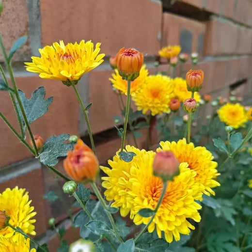 Ground Cover Chrysanthemum Seeds