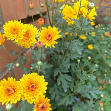 Ground Cover Chrysanthemum Seeds