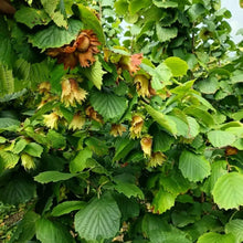 Hazelnut Seeds